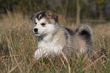 ALASKAN MALAMUTE 492